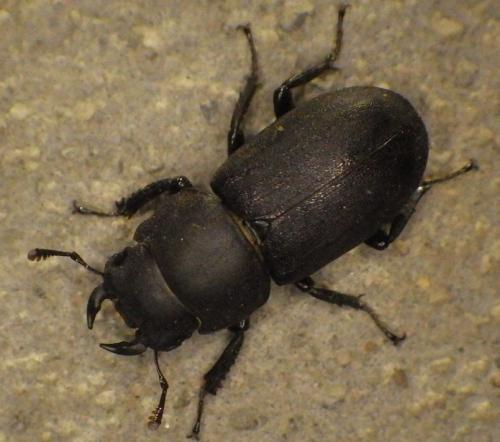 Réf. 275 606 : Dorcus parallelipipedus